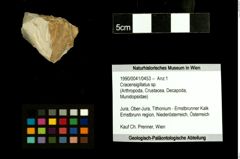 Foto (Objekt + Etiketten) von Cracensigillatus sp. 